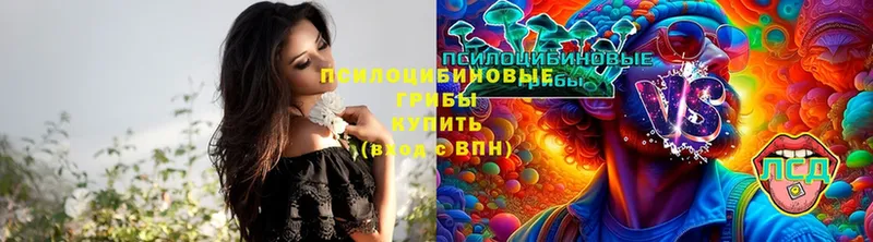 Псилоцибиновые грибы Cubensis  купить   Прокопьевск 